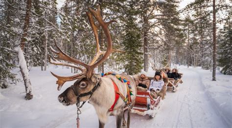 Longer Reindeer Rides In Santa Claus Village In Rovaniemi Lapland