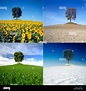 Die vier Jahreszeiten - Kastanien-Baum in einer Landschaft im Frühling ...