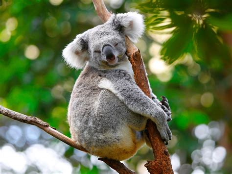 Fossil Huntress Sleepy Koalas