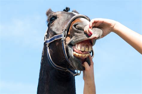 ↑ horse * * * horse riding uk us noun  uncountable  the activity of riding a horse , for enjoyment , exercise , or in competitions. Canadian Man Accused Of Unauthorized Horse Dentistry: 'A ...