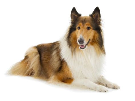 Lassie Hond Drbeckmann