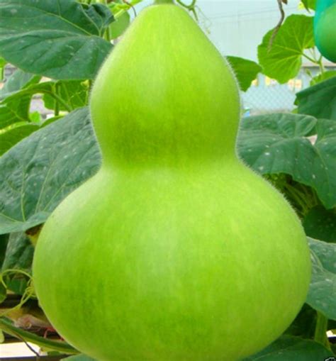Rare Giant Gourd Seeds No Gmo Vegetable Seeds 100pcspack