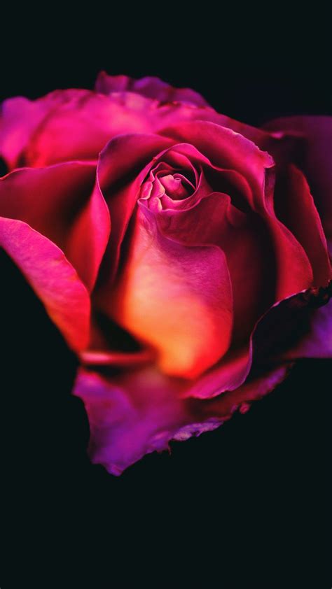 Beautiful garden red roses flowers iphone 5s wallpaper. Rose Flower Dark Background 4K Ultra HD Mobile Wallpaper