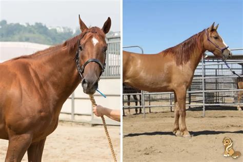 Dun Horse Color — Description Pictures And Genetics Helpful Horse Hints