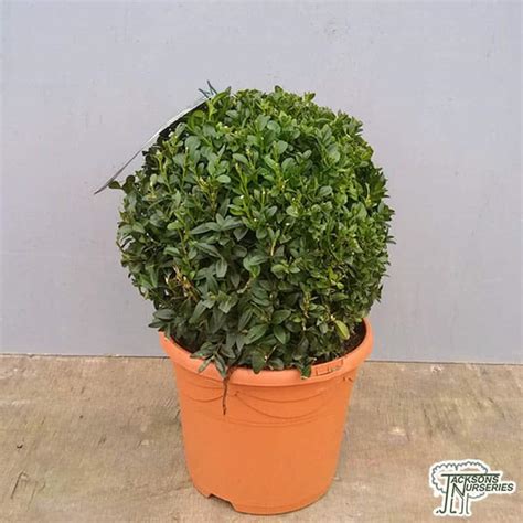 Buy Buxus Sempervirens Ball Common Box In The Uk