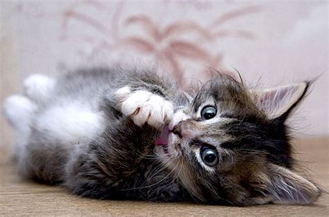 Super Cute Kittens Made 4 Pet Lovers