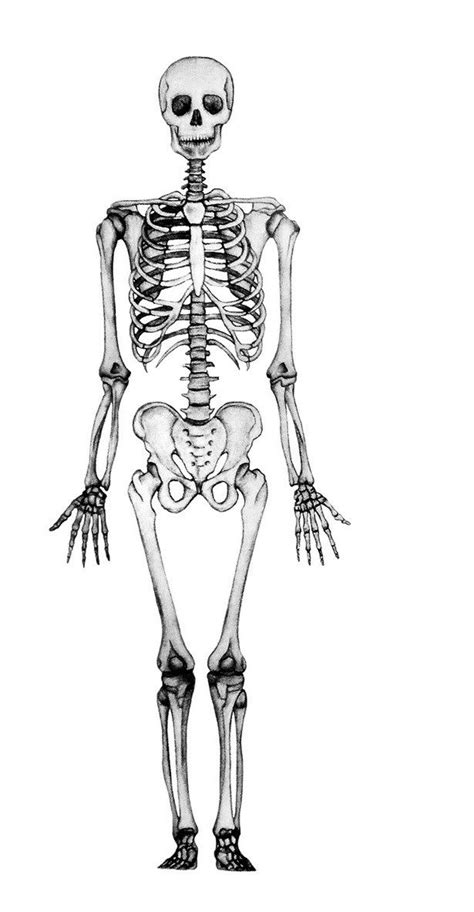 A Drawing Of A Human Skeleton
