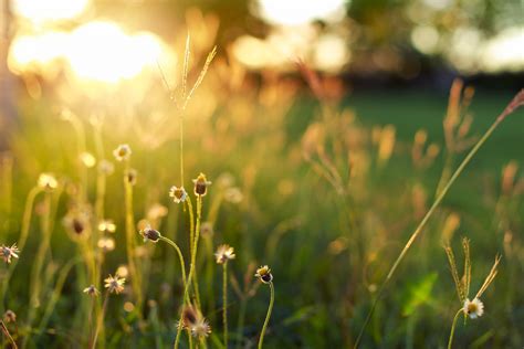 Free Images Nature Branch Dew Light Sunshine Field Lawn Meadow