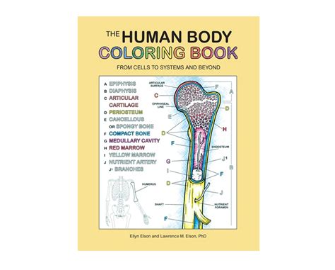 Human Body Coloring Book Coloring Concepts Inc