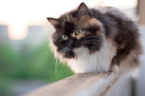 Пушистые породы кошек с фото: рейтинг самых пушистых и красивых