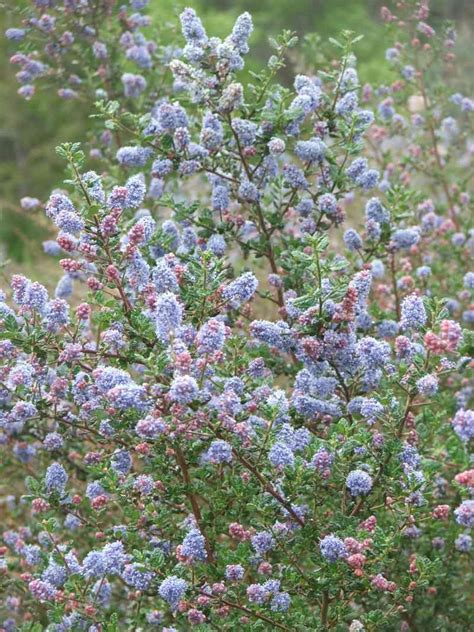 Ceanothus Impressus Nipomensis Arroyo Grande Lilac
