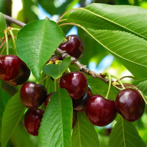 Black Tartarian Cherry Trees For Sale