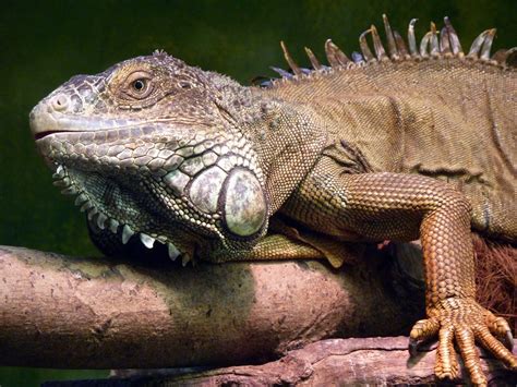 Iguana Reptile Lizard Free Photo On Pixabay