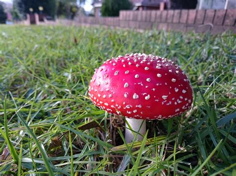 Mushroom mushroom (no snaaaaaaaaaaake!) | Mushroom mushroom … | Flickr