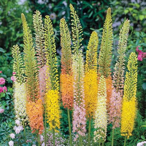 Foxtail Lily Mix Eremurus Spring Hill Nurseries