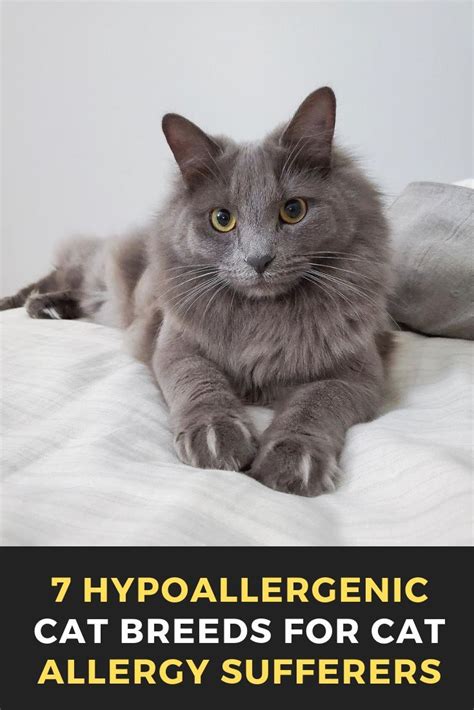 7 Hypoallergenic Cat Breeds For Cat Allergy Sufferers Cats Cat