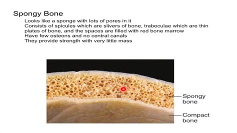 Spongy Bone Location