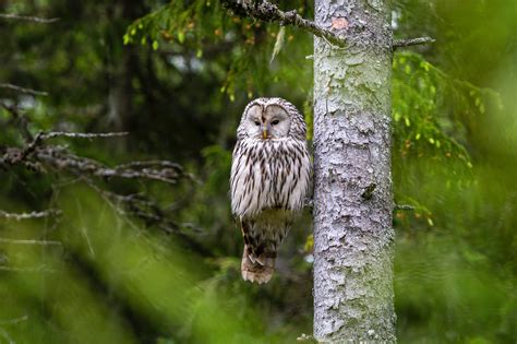 Brown Owl Perched On Tree Branch · Free Stock Photo