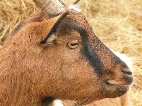Kostenlose Foto Tierwelt Ziege Horn Weide Fauna Nahansicht