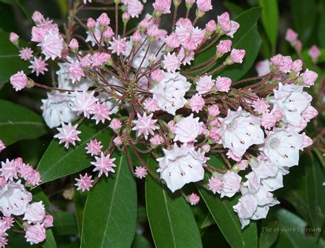 Pink And White Flowers Are Blooming On Green Leaves
