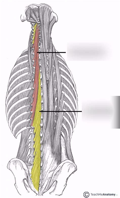 Deep Muscles Of Posterior Trunk Diagram Quizlet