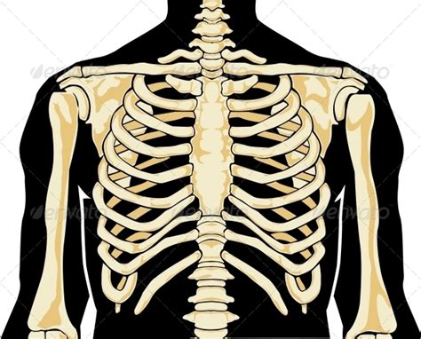 Shoulders provide the perfect frame and structure to the body thus helping the hands to function. Skeleton Chest And Ribs Iron On Transfer Templates ...