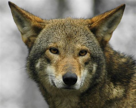 Red Wolf Canis Rufus Mammal