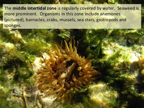 Lecture 6 Intertidal Zones