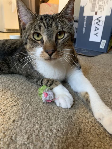 We did not find results for: Persia Medium Short Hair Kucing - 77 Korea Hairstyle Man ...