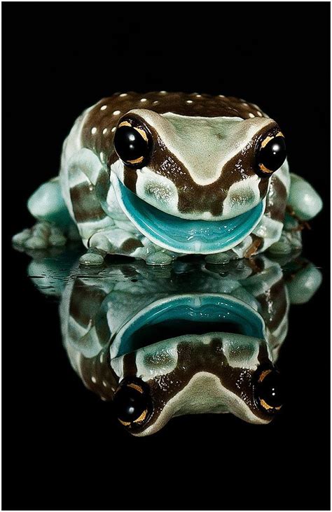 Ten Of The Worlds Most Unusual And Amazing Frogs And Toads Artofit