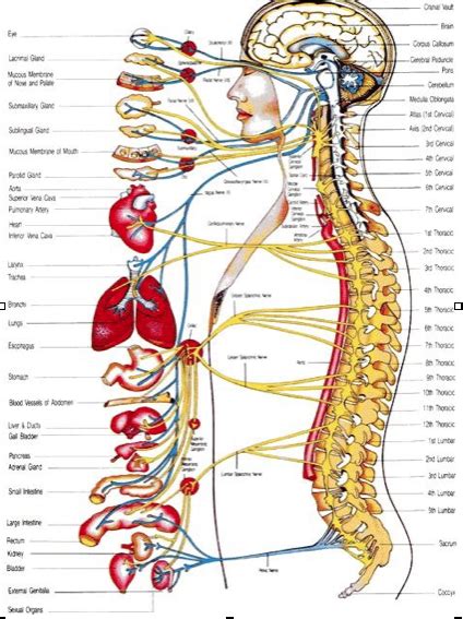 Kidney, colon or small intestine are the only possible organs in the area. Why your posture is the most important factor in living ...