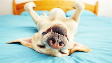 Beneficios De Dormir Con Tu Mascota Hogar Salud
