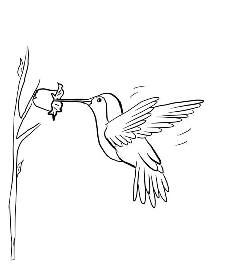 The fabulous plumage of plumage fascinate. Free Printable Hummingbird Coloring Pages For Kids