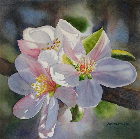 Watercolor Apple Blossom