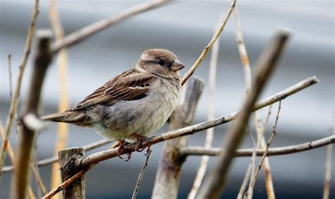 10 Common Types Of Sparrows With Pictures Optics Mag