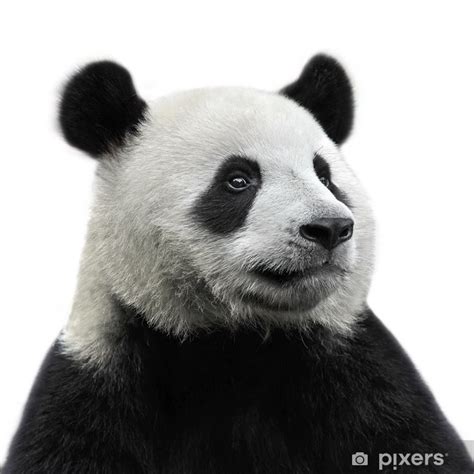 Fototapeta Panda Medvěd Izolovaných Na Bílém Pozadí Pixerscz
