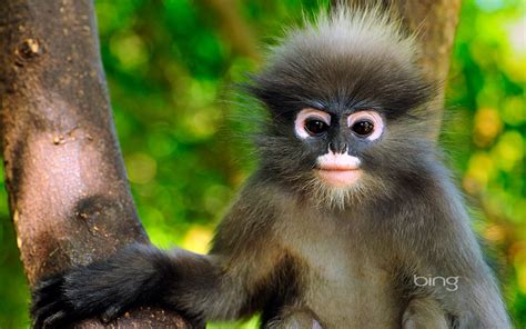 Cute Monkey Full Hd Papel De Parede And Background Image