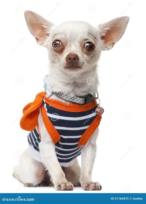Chihuahua Wearing Striped Shirt Sitting Stock Photography Image