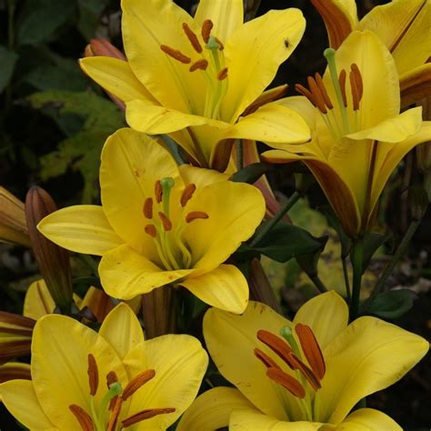 Buy Trumpet Lily Yellow Planet Bulb Lilium Yellow Planet £499
