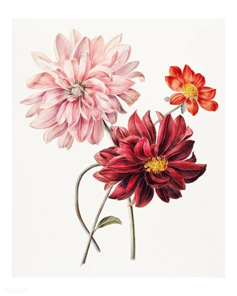 Colorful Dahlias Vintage Illustration By Willem Hekking Digitally