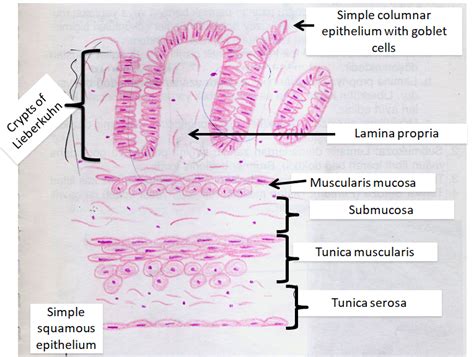 Gastrointestinal System