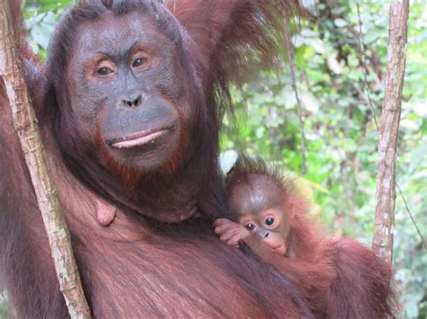 Teresa Dan Bayinya By Maria Borneo Orangutan Survival Australia