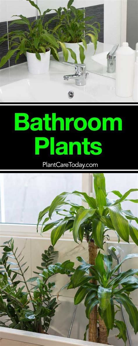 Bathroom Plants Can Brighten Up Even A Dark Windowless Low Light