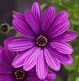 File:Purple flower (4764445139).jpg - Wikimedia Commons