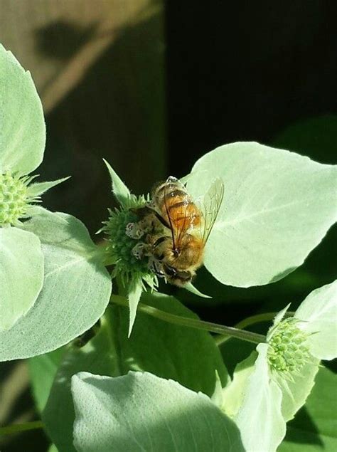 Honey Bee On Mountain Mint Plant Leaves Bee Honey Bee