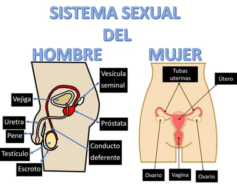 Los Sistemas Sexuales De La Mujer Y El Hombre Nueva Escuela Mexicana