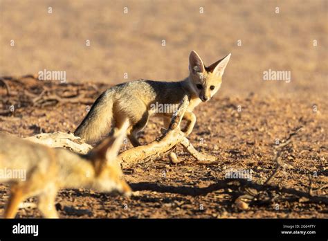Cape Fox Pups Or Kits Playing Vulpes Chama Aka Cama Fox Or Silver