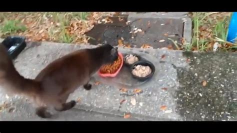 Feeding The Feral Cats Youtube