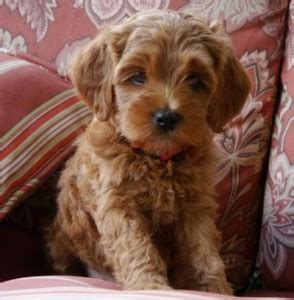 Our australian labradoodles are 3,500. Labradoodle puppy pricing and more - Valley Vineyard Labradoodles