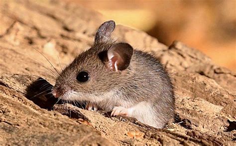 Blog What To Do About Field Mice In Louisiana